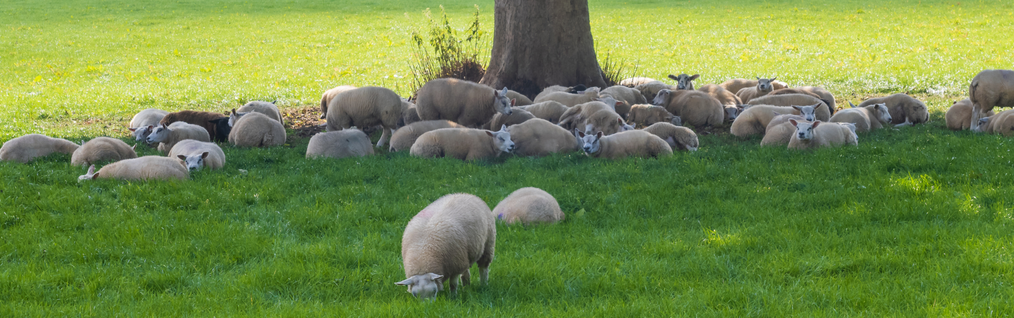 lambs-resting-under-trees-south-tyne